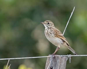 Australian Pipit