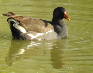 Common Moorhen