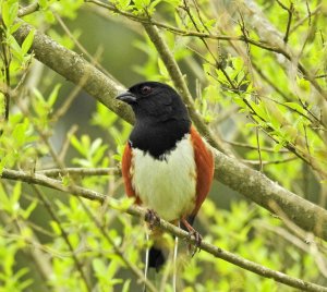 Spotted Towhee