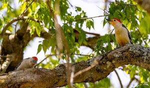 Red-bellied Woodpeckers, Camelot.jpg
