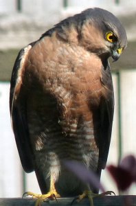 Male Sparrowhawk