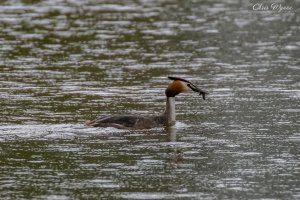 Great_Crested_Grebe_10_Apr_21_00130-Edit.jpg