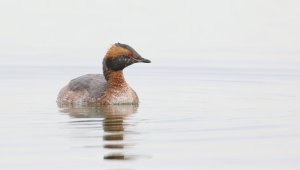 Horned Grebe