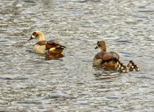 Family on the move