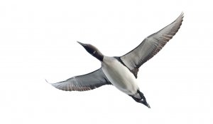 Arctic Loon