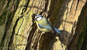 Blue Tit