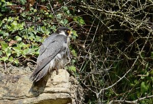 Peregrine Falcon 4084.jpg