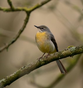 Female Grey Wagtail