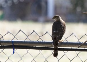 Juvenile Sharp Shinned hawk