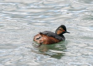 Black-necked Grebe