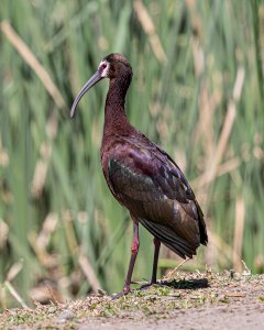 White-Faced Ibis