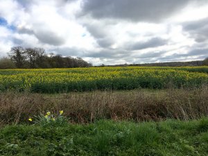 Oil Seed Rape Field