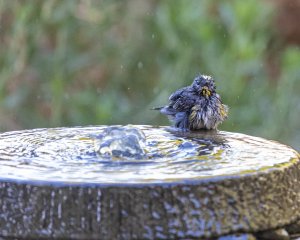 Bath time