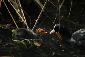 Coot Family