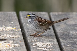 White-throated Sparrow2 20210411_Barcombe.jpg