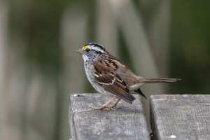 White-throated Sparrow3 20210411_Barcombe.jpg