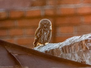 Little Owl-aggressive look
