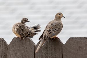 mourning doves-2.jpg