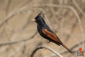 Crested Bunting - male (Melophus lathami).jpg