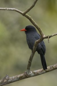 Black-Fronted Nun Bird1 20180809_Sani Lodge Ecuador.jpg