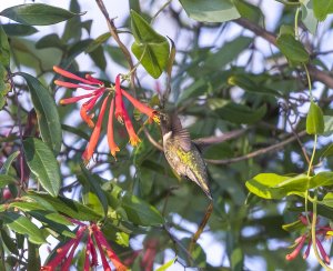 Ruby Throated Hummingbird and Honeysuckle  (Archilochus Colubris)