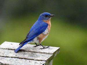 Eastern Bluebird, Male.jpg