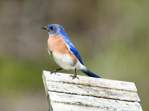 Male, Eastern Bluebird.jpg