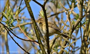 Chiffchaff