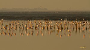 Comacchio Lagoon sunset