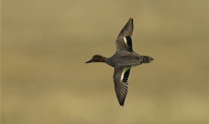 Male Teal