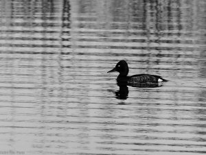 Ferruginous Duck on a minimalist background