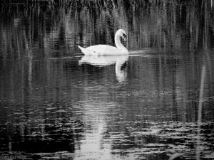 Mute swan...simple black and white