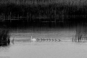 Mute Swan with eight chicks