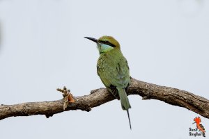 Green Bee-eater (Merops orientalis).jpg