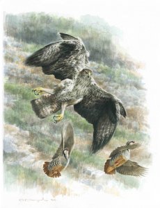 bonellis eagle chasing partridges.jpg