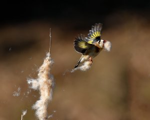 Goldfinch Nesting