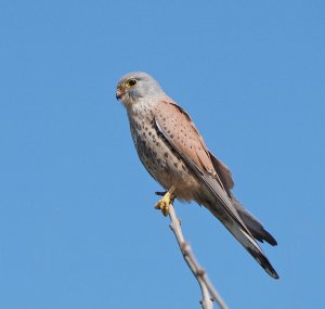 Common Kestrel