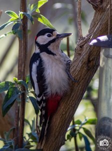 greater spotted woodpecker-3422.jpg
