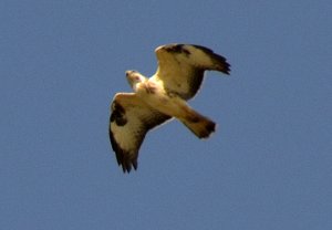 Buzzard.