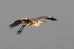 148- Ardea cinerea Grey Heron- 25 juillet 2019.jpg