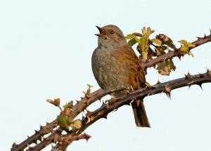 Dunnock