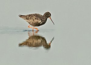 Spotted Redshank (Distant)