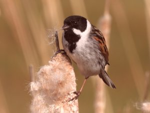 Reed Bunting