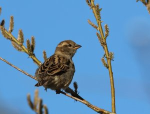 House Sparrow