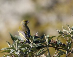 Greenfinch