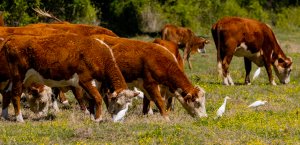 Cattle Egret with White-faced Hereford Cows.jpg