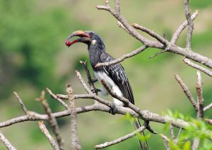 Hemprich's Hornbill