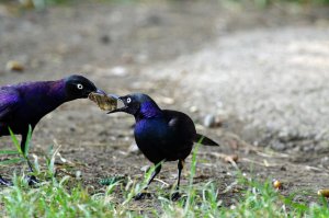 Ruppel's starling