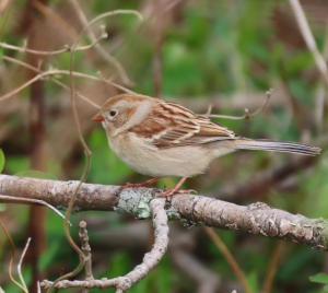 Field sparrow