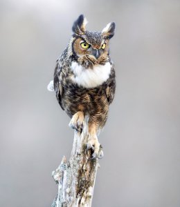 Great horned owl